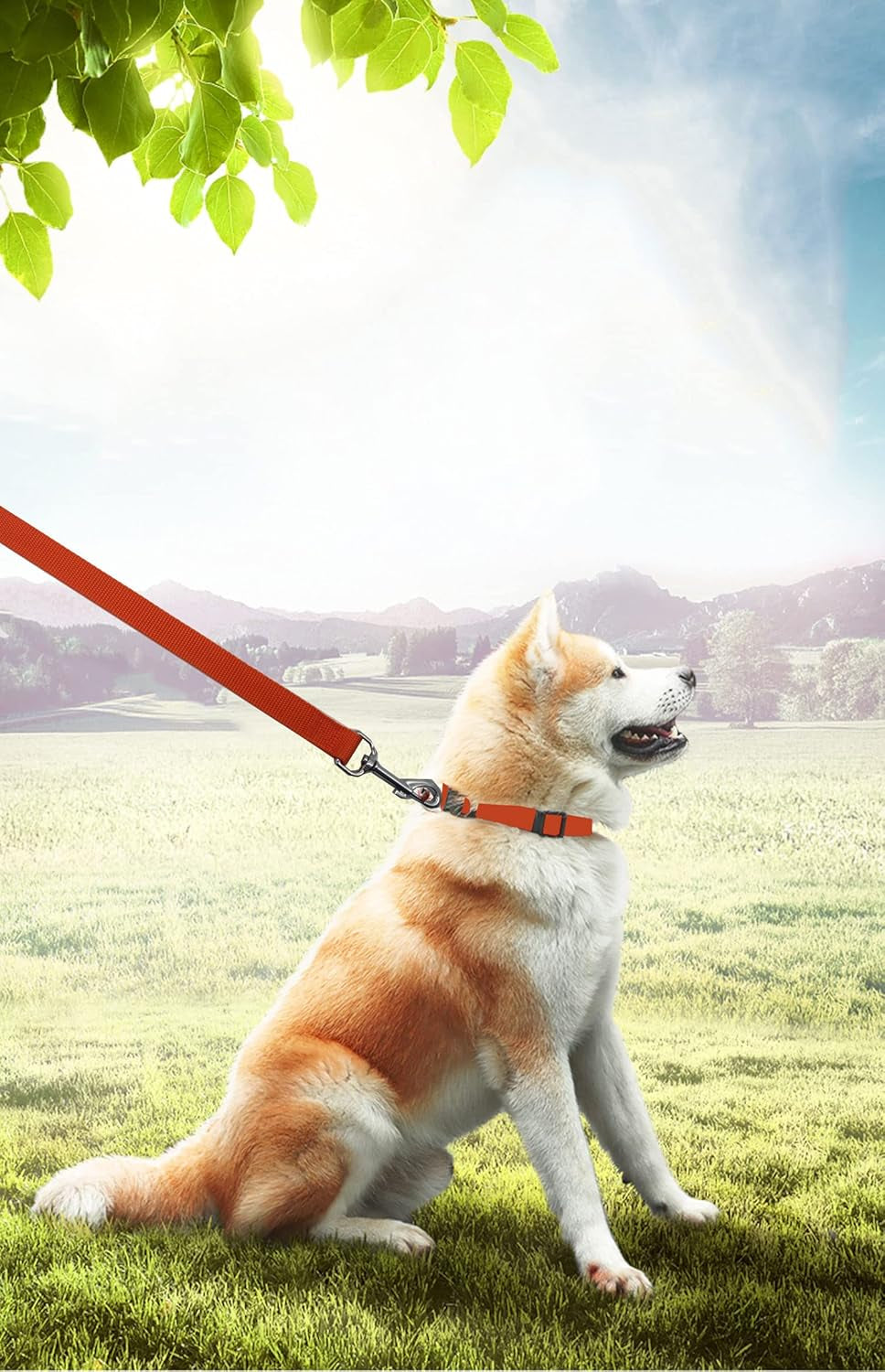 Long Dog Leash for Obedience and Recall Training - Available in 15FT, 20FT, 30FT, 40FT, and 50FT for Small to Medium Dogs - Ideal for Camping, Training, Play, and Backyard Use (20FT, Orange)